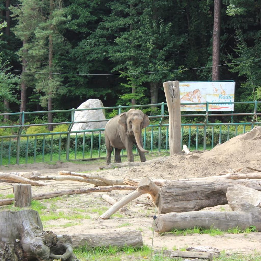 слон зоопарк олива