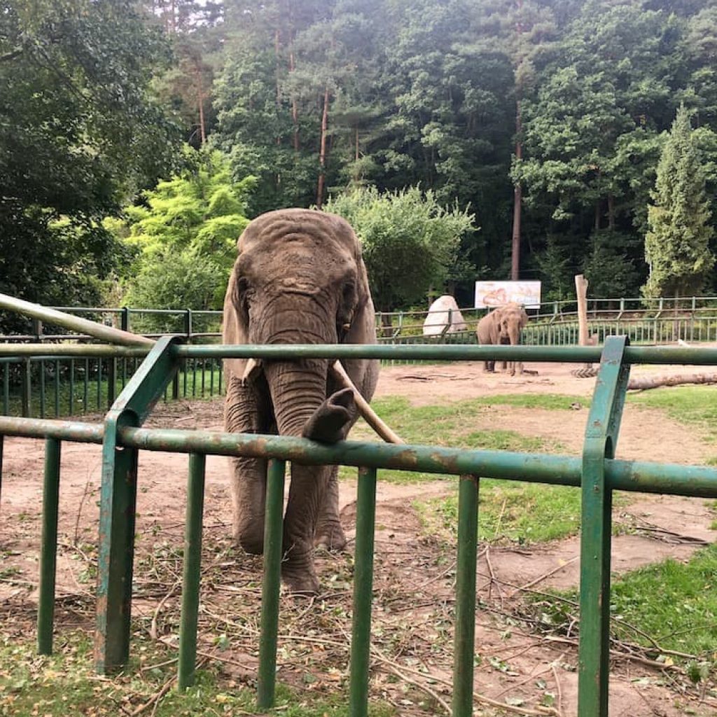 elephant gdansk zoo oliwa