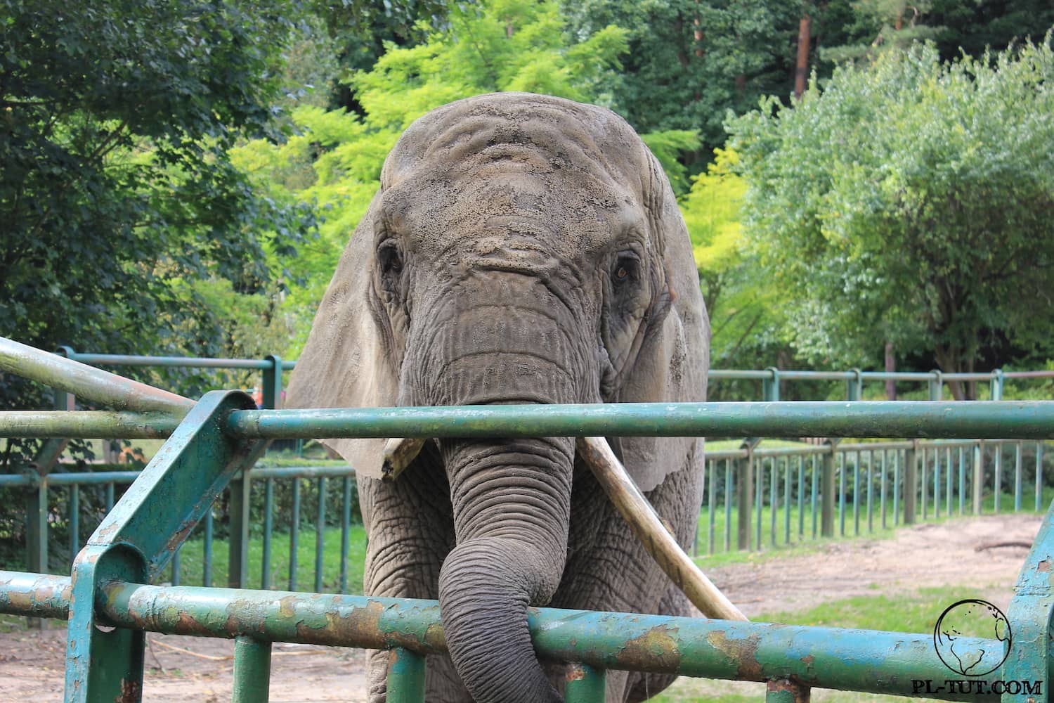 Для слонов, как и для других зверей и животные в зоопарке Олива созданы максимально комфортные условия