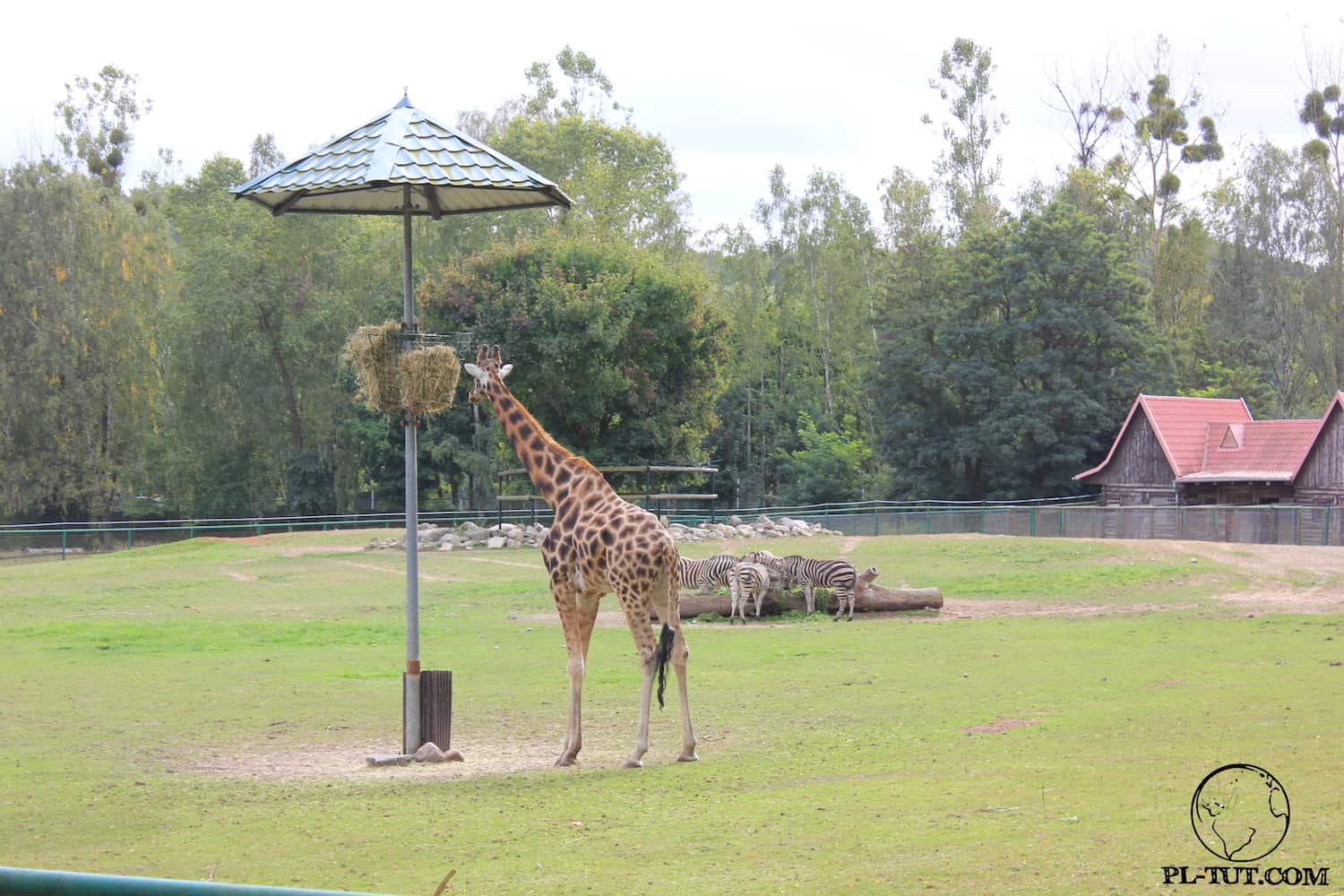 Для того чтобы жирафам было удобно питаться , клетка с едой находиться на высоте выше их собственного роста